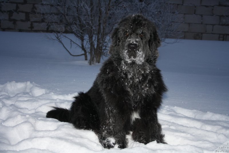 Фото: ньюфаундленд Neretum Tribe Xagrid