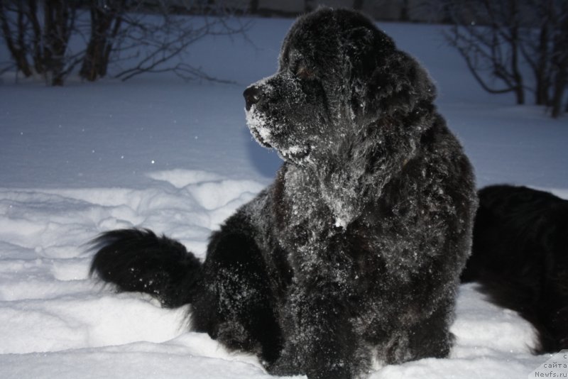 Фото: ньюфаундленд Янтарная Мечта