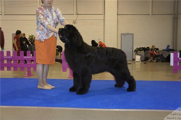 Фото: ньюфаундленд Акватория Келвин Флэш Ройал (Aquatoriya Kelvin Flash Royal), Татьяна Абутова