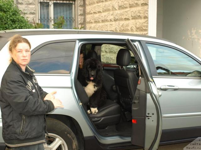 Фото: ньюфаундленд Питерньюф Жить Хорошо (Piternyuf Zhit' Horosho)