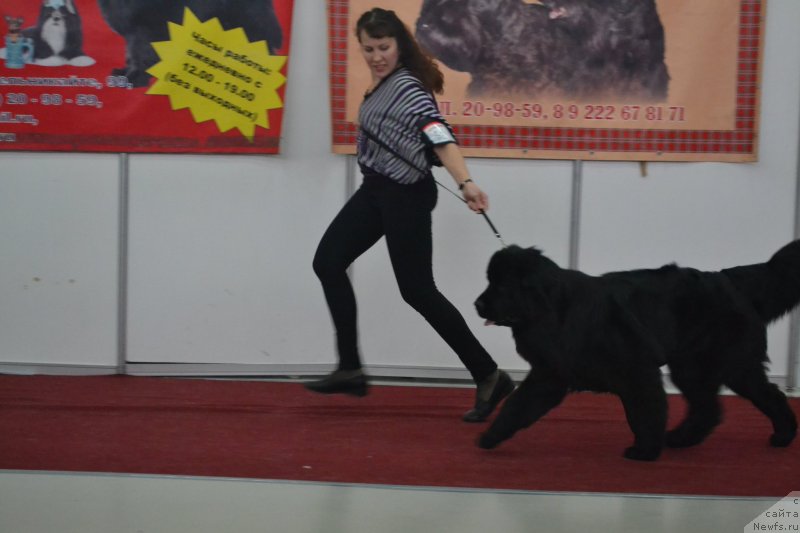 Фото: ньюфаундленд Акватория Келвин Томная Зара