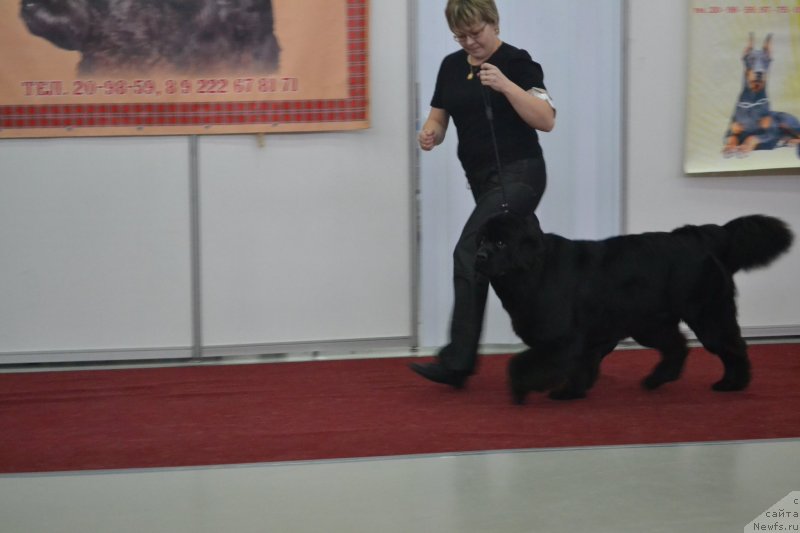 Фото: ньюфаундленд Их Высочество Дивная Царица, Яна Липовцева