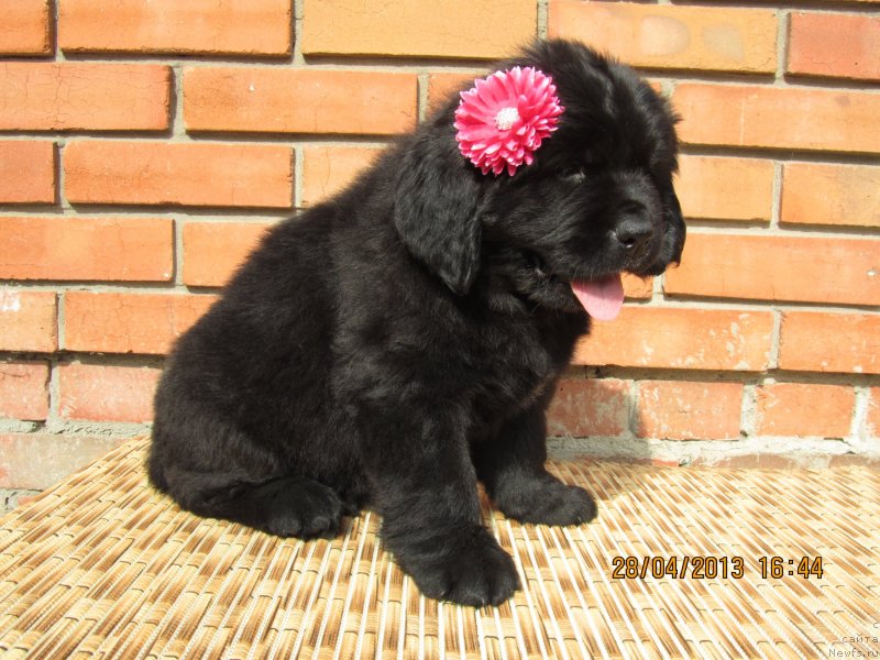 Фото: ньюфаундленд Биата Никс