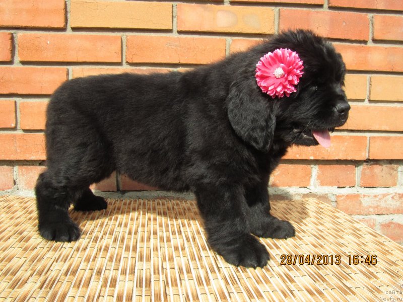 Фото: ньюфаундленд Биата Никс