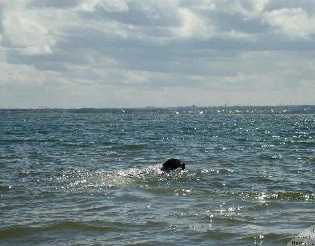 Фото: ньюфаундленд Маг Исполин Инфанта (Mag Ispolin Infanta)