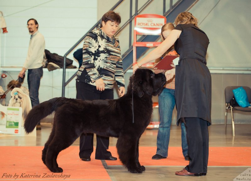 Фото: ньюфаундленд Смигар Ливерпульский Четвертак (Smigar Liverpulsiy Chetvertak)