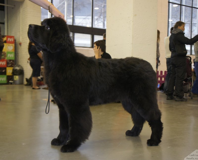 Фото: ньюфаундленд Смигар Легенда Весны (Smigar Legenda Vesny)