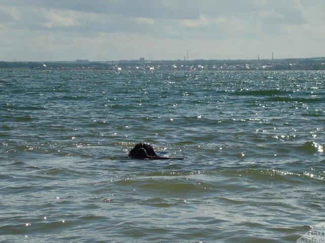 Фото: ньюфаундленд Маг Исполин Инфанта (Mag Ispolin Infanta)