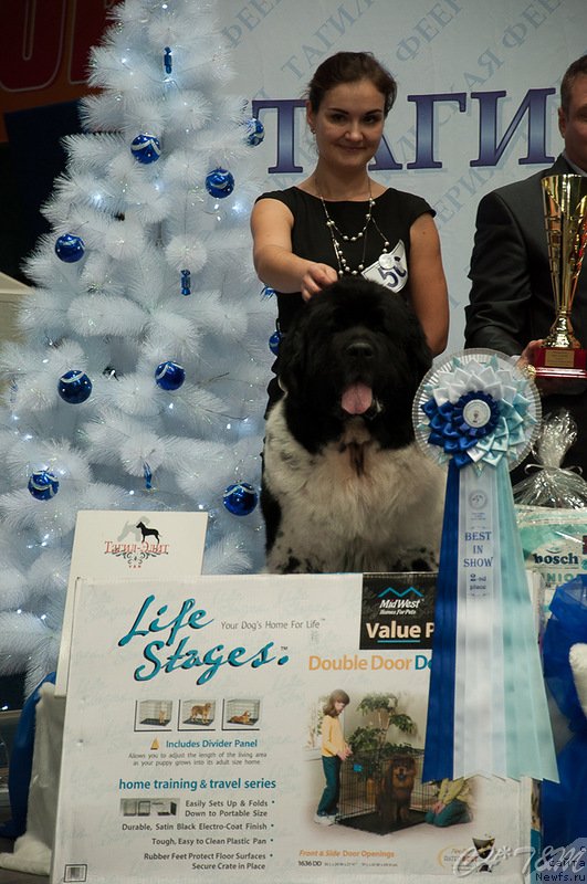 Фото: ньюфаундленд Супер Бизон Арго (Super Bizon Argo), Ксения Новикова