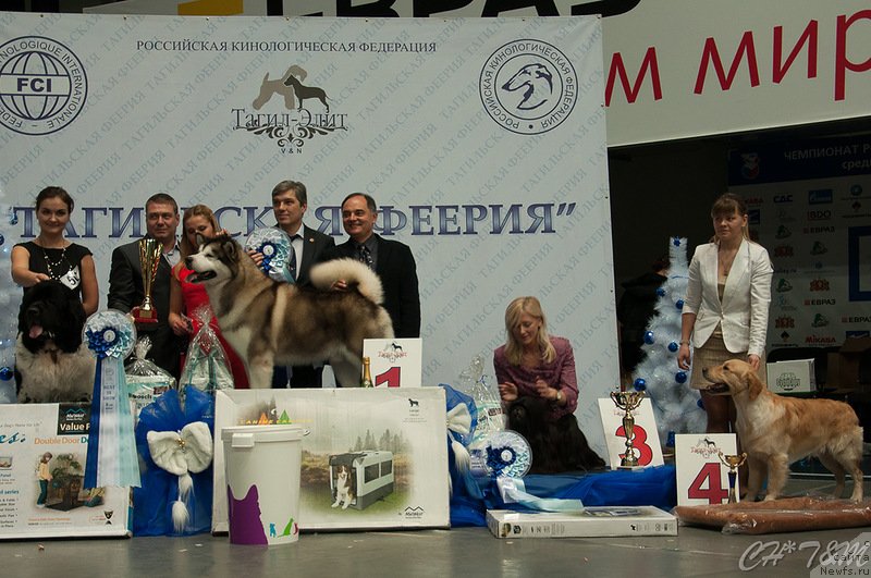 Фото: ньюфаундленд Супер Бизон Арго (Super Bizon Argo), Ксения Новикова