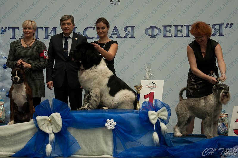 Фото: ньюфаундленд Супер Бизон Арго (Super Bizon Argo), Ксения Новикова