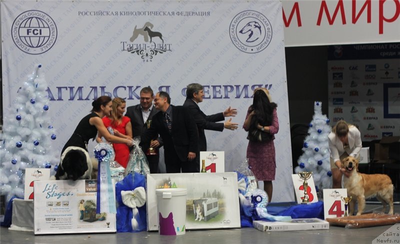 Фото: ньюфаундленд Супер Бизон Арго (Super Bizon Argo), Ксения Новикова