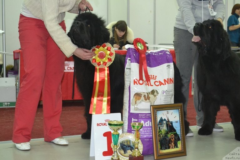 Фото: ньюфаундленд Ньюфорт Натали (Njufort Natali)