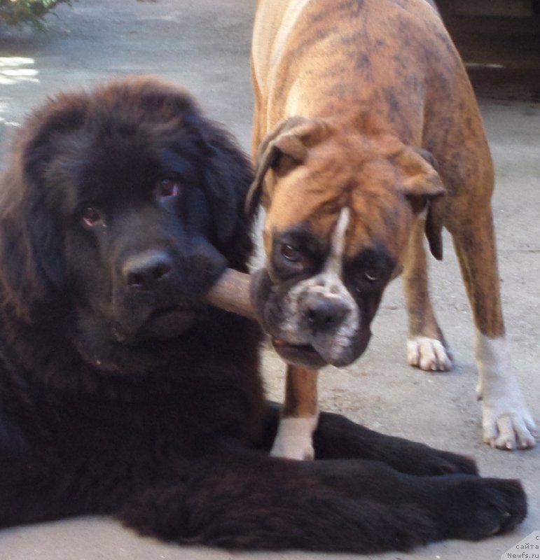 Фото: ньюфаундленд Чрезвычайная Чайн с Берега Дона (Chrezvychaynaya Chayn s Berega Dona), и, Вараух HVста