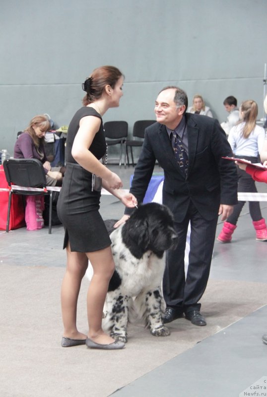 Фото: ньюфаундленд Супер Бизон Арго (Super Bizon Argo), Ксения Новикова