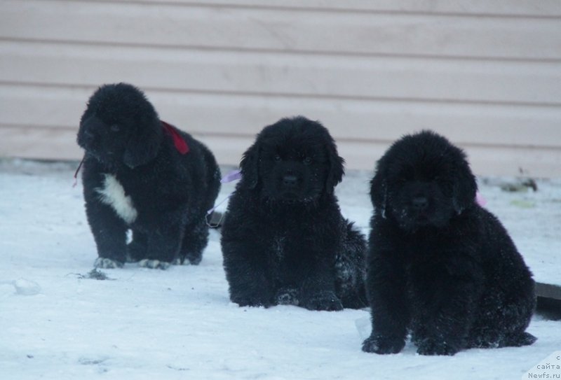Фото: ньюфаундленд Сибирочка Супер Стар