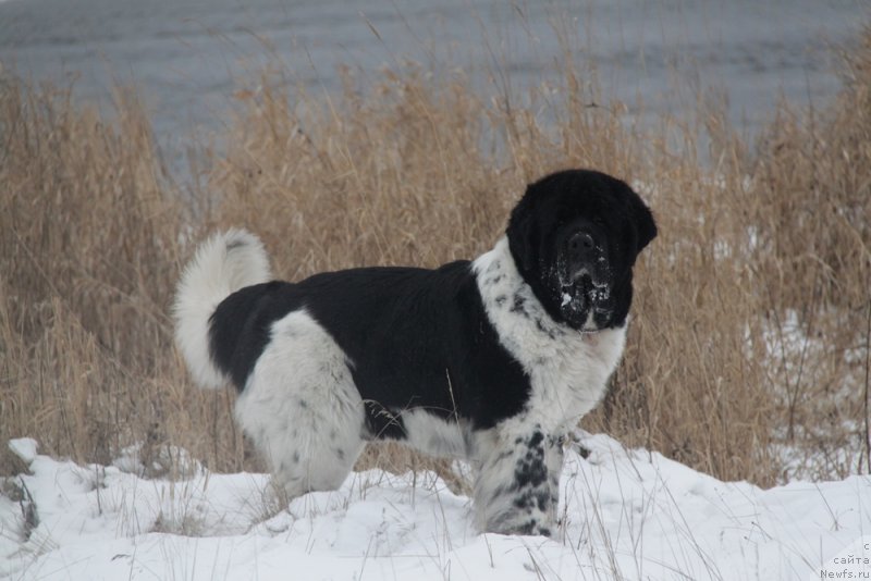 Фото: ньюфаундленд Супер Бизон Арго (Super Bizon Argo)