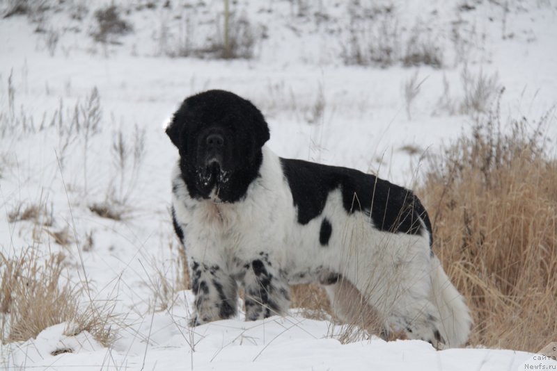 Фото: ньюфаундленд Супер Бизон Арго (Super Bizon Argo)
