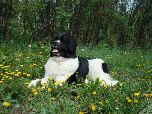 Фото: ньюфаундленд Маг Исполин Инфанта (Mag Ispolin Infanta)