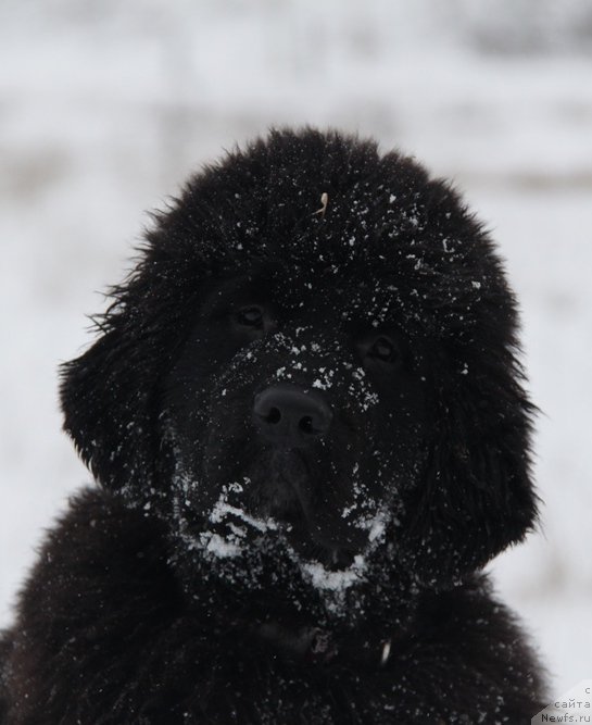 Фото: ньюфаундленд Аквиан Сонг Лаватера (Akvian Song Lavatera)