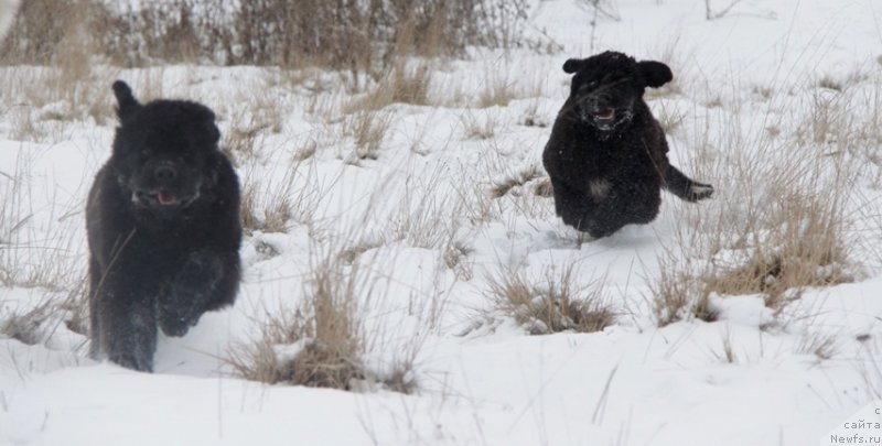 Фото: ньюфаундленд Аквиан Сонг Лаватера (Akvian Song Lavatera), ньюфаундленд Аквиан Сонг Ларс Бергер (Akvian Song Lars Berger)