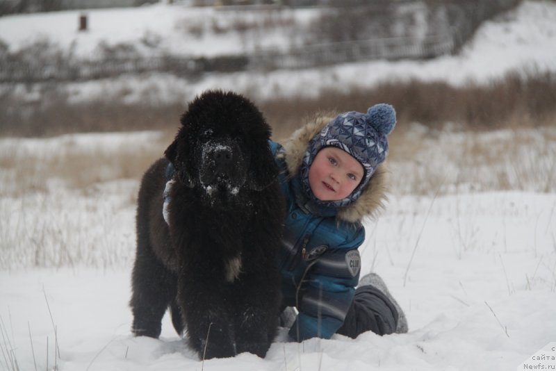 Фото: ньюфаундленд Аквиан Сонг Ларс Бергер (Akvian Song Lars Berger), и Дима.