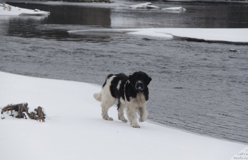 Фото: ньюфаундленд Аквиан Сонг Кисс Фром Роуз (Akvian Song Kiss from Rouz)