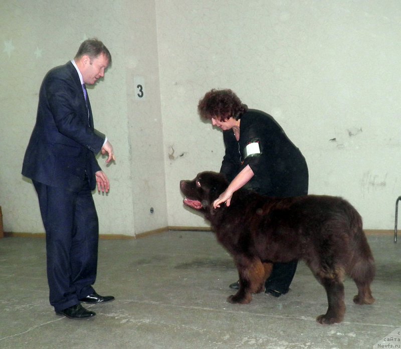 Фото: ньюфаундленд Чармер Денкам Бронз (Charmer Denkam Bronze)