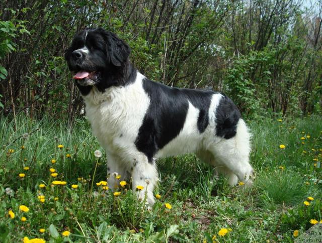 Фото: ньюфаундленд Маг Исполин Инфанта (Mag Ispolin Infanta)