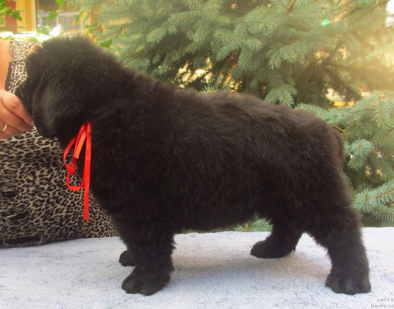 Фото: ньюфаундленд Гем Оф Юниверс