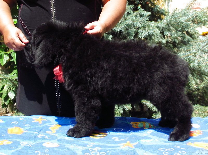 Фото: ньюфаундленд Гем Оф Юниверс