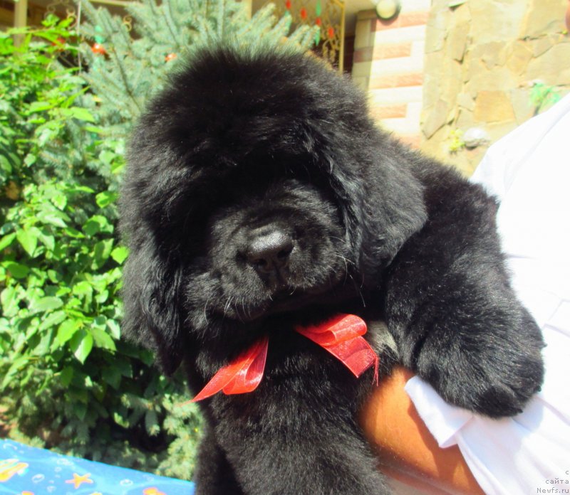 Фото: ньюфаундленд Гем Оф Юниверс