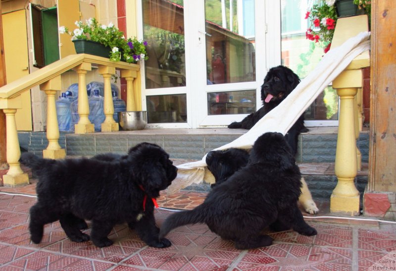 Фото: ньюфаундленд Гем Оф Юниверс