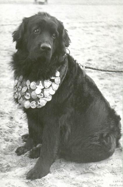 Фото: ньюфаундленд Христина
