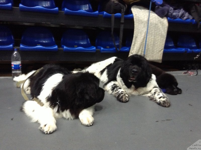 Фото: Аквиан Сонг Кроун Роял, Супер Бизон Арго, Аквиан Сонг Лаватера