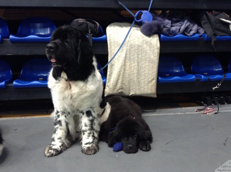 Фото: Супер Бизон Арго, Аквиан Сонг Лаватера