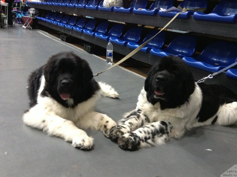 Фото: Аквиан Сонг Кроун Роял, Супер Бизон Арго