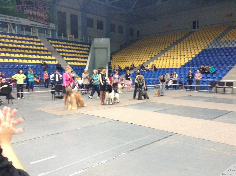 Фото: Супер Бизон Арго