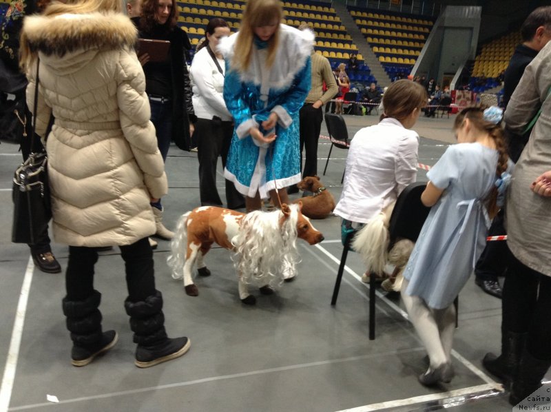 Фото: лошадиная собачка