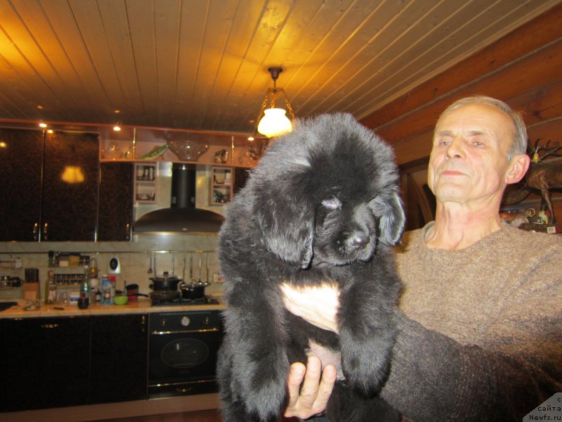 Фото: ньюфаундленд Закария Аиша Имперская