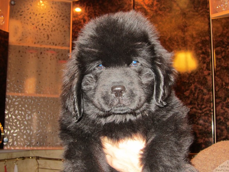 Фото: ньюфаундленд Закария Аиша Имперская