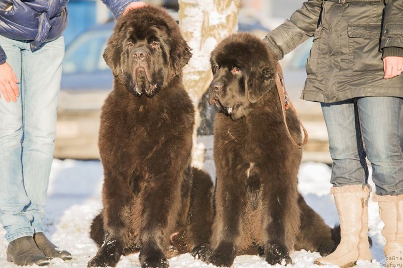 Фото: ньюфаундленд Смигар Ливерпульский Четвертак (Smigar Liverpulsiy Chetvertak), ньюфаундленд Смигар Легенда Весны (Smigar Legenda Vesny)