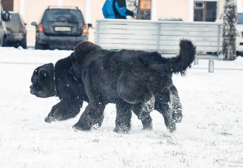 Фото: ньюфаундленд Смигар Ливерпульский Четвертак (Smigar Liverpulsiy Chetvertak), ньюфаундленд Смигар Легенда Весны (Smigar Legenda Vesny)