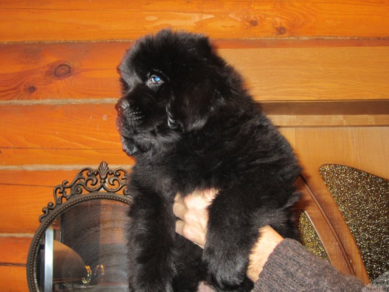 Фото: ньюфаундленд Закария Аиша Имперская