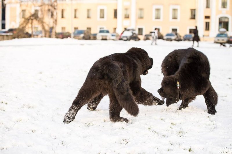 Фото: ньюфаундленд Смигар Ливерпульский Четвертак (Smigar Liverpulsiy Chetvertak), ньюфаундленд Смигар Легенда Весны (Smigar Legenda Vesny)