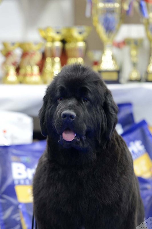 Фотография № 140619