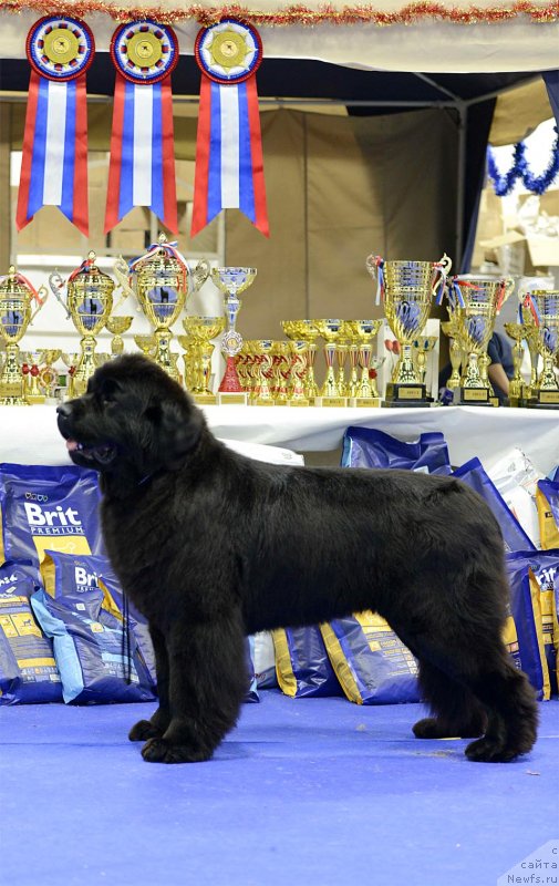 Фото: ньюфаундленд Сказочная Кроха Наоми Черная Жемчужина