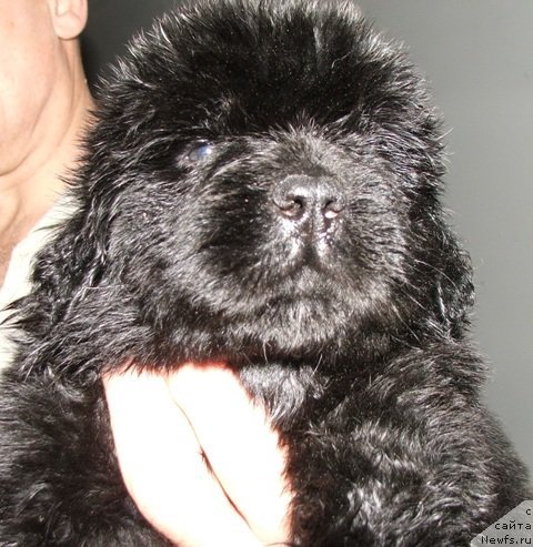 Фото: ньюфаундленд Плюшевая Панда Эден Классик (Plushevaya Panda Eden Classic)