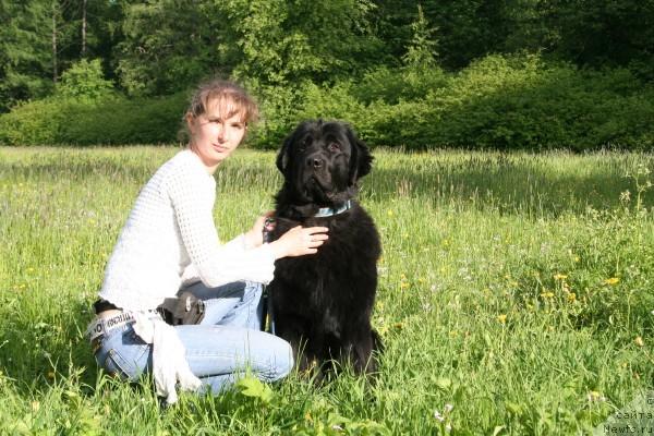 Фото: ньюфаундленд Drive Me Crazy of Apachee's Home, Юлия Наумова