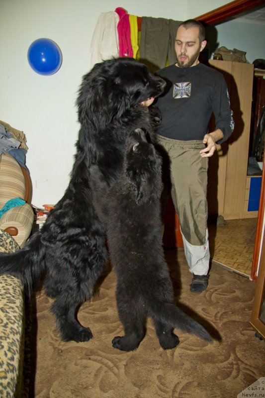 Фото: ньюфаундленд Львиное Сердце, Андрей Волков, ньюфаундленд Черный Балу Добрыня